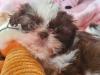 Puppies for sale Cyprus, Larnaca German Dog