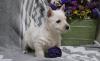Puppies for sale Czech Republic, Bridge West Highland White Terrier
