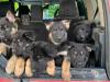 Puppies for sale Greece, Heraklion German Shepherd Dog