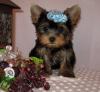 Puppies for sale Belgium, Antwerp Yorkshire Terrier