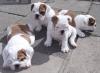 Puppies for sale Denmark, Kopenagen English Bulldog