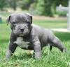 Puppies for sale Lithuania, Vilnius American Pit-Bull Terrier