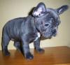 Puppies for sale Netherlands, Eindhoven French Bulldog