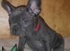 Puppies for sale Greece, Thessaloniki French Bulldog