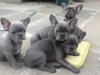 Puppies for sale Netherlands, Amsterdam French Bulldog