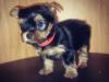 Puppies for sale France, Paris Yorkshire Terrier