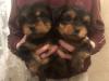 Puppies for sale Greece, Athens Yorkshire Terrier