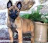 Puppies for sale Belgium, Gant Other breed, Belgian Malinois
