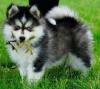 Puppies for sale Belgium, Gant Mixed breed, Pomsky