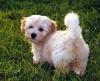 Puppies for sale Belgium, Gant Havanese