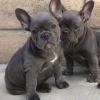 Puppies for sale Russia, Moscow French Bulldog