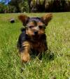 Puppies for sale Spain, Madrid Yorkshire Terrier