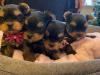 Puppies for sale Portugal, Braga Yorkshire Terrier