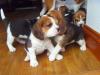 Puppies for sale Belgium, Liege Beagle