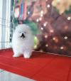 Puppies for sale Netherlands, Eindhoven Pomeranian Spitz