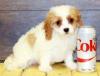 Puppies for sale Belgium, Bruges Mixed breed, Cavapoo