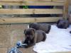 Puppies for sale Netherlands, Rotterdam Staffordshire Bull Terrier