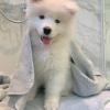 Puppies for sale Sweden, Kalmar Samoyed dog (Samoyed)