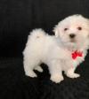Puppies for sale Belgium, Charleroi Mixed breed, Malshi