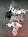 Puppies for sale Russia, Moscow Other breed