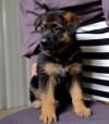 Puppies for sale Netherlands, Rotterdam German Shepherd Dog