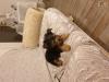 Puppies for sale Portugal, Lisbon Yorkshire Terrier