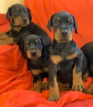 Puppies for sale Belgium, Gant Doberman
