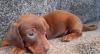 Puppies for sale Spain, Seville Dachshund