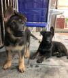Puppies for sale Germany, Bochum German Shepherd Dog