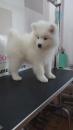 Puppies for sale Greece, Thessaloniki Samoyed dog (Samoyed)