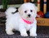 Puppies for sale Belgium, Liege Bichon