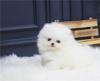 Puppies for sale Lithuania, Klaipeda Pomeranian Spitz