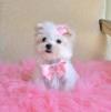 Puppies for sale Germany, Augsburg Maltese