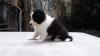 Puppies for sale Lithuania, Vilnius Border Collie