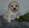 Puppies for sale Belarus, Maladzyechna Toy-poodle