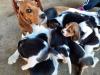 Puppies for sale Russia, Moscow Beagle