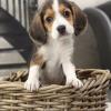 Puppies for sale Belgium, Gant Beagle