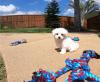 Puppies for sale Greece, Heraklion Maltese
