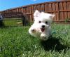 Puppies for sale Lithuania, Akmene Maltese