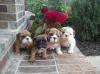 Puppies for sale Kazakhstan, Karaganda English Bulldog