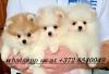 Puppies for sale Estonia, Tallinn Pomeranian Spitz