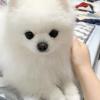 Puppies for sale United Kingdom, Sheffield , Pomeranian