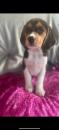 Puppies for sale Netherlands, Maastricht Beagle