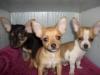Puppies for sale Belgium, Liege Chihuahua