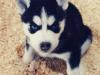 Puppies for sale Netherlands, Amsterdam Haski