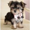Puppies for sale Belgium, Liege Mixed breed, Morkie