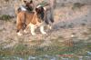 Puppies for sale Luxembourg, Luxembourg Akita