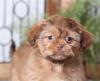 Puppies for sale Sweden, Malmo Shih Tzu