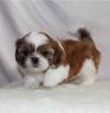 Puppies for sale Sweden, Vesteros Shih Tzu