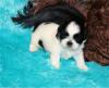 Puppies for sale Sweden, Mutal Shih Tzu